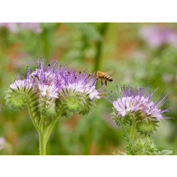 Phacélie - Phacelia tanacetifolia - BIO/BIODYNAMIQUE