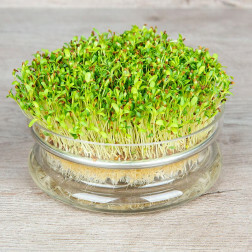 Alfalfa / Luzerne - germes 50g - BIO