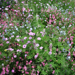 Mélange de fleurs - tapis présemé - Jardin des Elfes - BIO