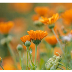 Calendula officinalis - Souci - BIO EN CONVERSION - Remise de 50% pour cause de germination réduite