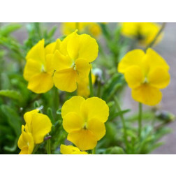 Viola cornuta - Pensée à corne - BIODYNAMIQUE - 50% remise - germination réduite