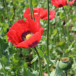 Papaver somniferum - Pavot - rouge - BIO - Remise de 50 % pour cause de germination réduite