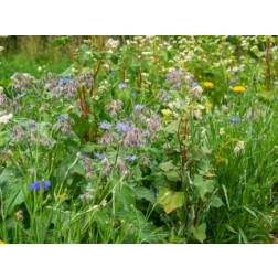 Paradis pour les insectes bénéfiques - 100 g - pour 70 m² - BIO