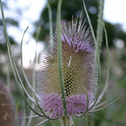 Dipsacus fullonum - Cardère sauvage - BIO