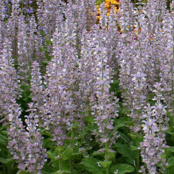 Salvia sclarea - Sauge sclarée - BIO