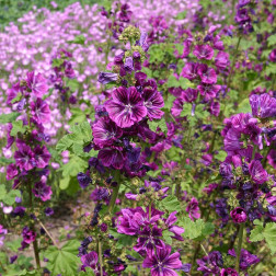 Malva sylvestris - Grande mauve - Mauritanica - BIO