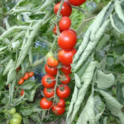 Tomate cerise - Miel du Mexique - BIO