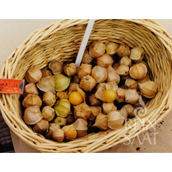 Cerise de terre - Physalis grisea - BIO