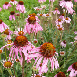 Echinacea angustifolia - BIODYNAMIQUE