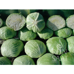 Chou blanc - Holsteiner Platter - BIODYNAMIQUE - 50% de remise - germination réduite