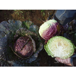 Chou de Milan - Violaceo di Verona - BIODYNAMIQUE