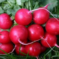 Radis - Cherry Belle - BIO