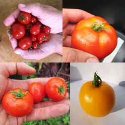 Mélange de tomates buissonnantes - BIO