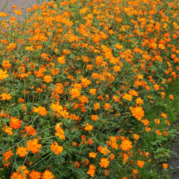 Cosmos sulphureus - Cosmea - Orange - BIO