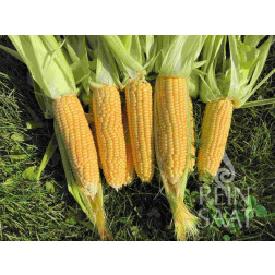 Maïs sucré - Ashworth - BIO - 50% de remise - germination réduite