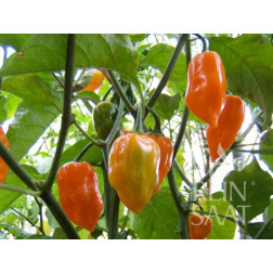 Piment - Habanero Orange - BIODYNAMIQUE