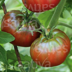 Tomate - Noire de crimée - BIODYNAMIQUE