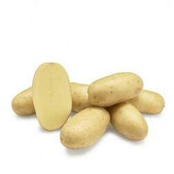 Plants de pomme de terre - Levante - taille A 30/40 - 1kg - BIO