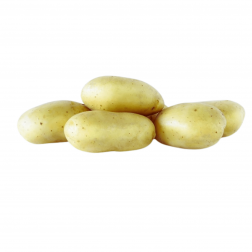 Plants de pomme de terre - Cammeo - Taille A 28/35 - 1kg - BIO