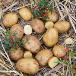 Plants de pomme de terre - Sevilla - taille A 28/35 - 1kg - BIO