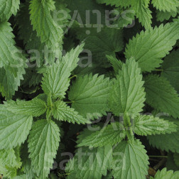 Urtica dioica - Grande ortie - BIODYNAMIQUE