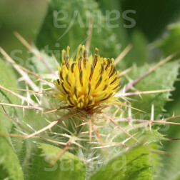 Cnicus benedictus - Chardon béni - BIODYNAMIQUE