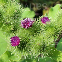 Bardane commune - Arctium lappa - BIODYNAMIQUE