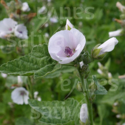 Guimauve officinale - Althaea officinalis - BIODYNAMIQUE