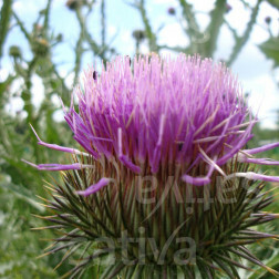 Onoporde acanthe - Onopordum acanthium - BIODYNAMIQUE