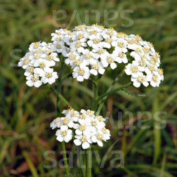 Achillea millefolium - Achilléa millefeuille - BIO