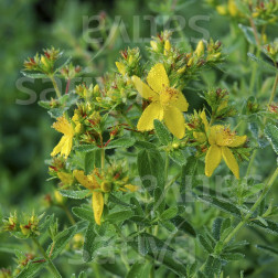 Hypericum perforatum - Millepertuis - BIODYNAMIQUE