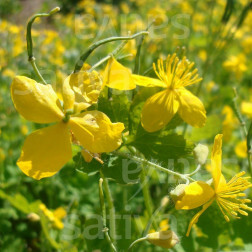 Chelidonium majus - Chélidoine - BIODYNAMIQUE