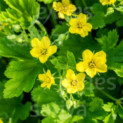 Geum urbanum - Benoîte commune - BIODYNAMIQUE