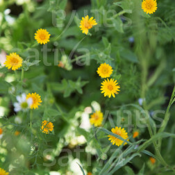 Calendula arvensis - Souci des champs - BIO