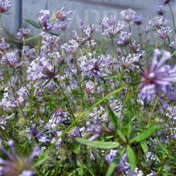 Asperula orientalis - Aspérule azurée - BIODYNAMIQUE