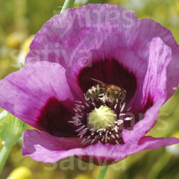 Papaver somniferum - Pavot somnifère - Planète rouge du Jura - BIODYNAMIQUE