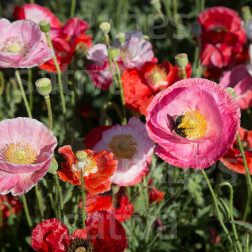 Papaver rhoeas - Pavot - De reconvilier - BIODYNAMIQUE