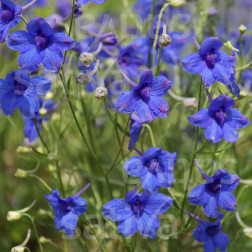 Delphinium tatsienense - Pied-d'alouette - BIO