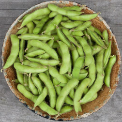 Graine de soja Edamame - Chiba Green - BIO