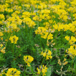 Lotus corniculatus - Lotier corniculé - 10kg - BIO