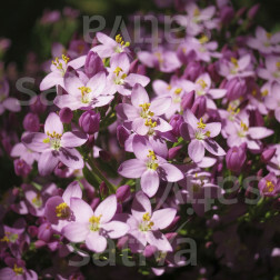 Centaurium erythraea - Petite-Centaurée - BIODYNAMIQUE