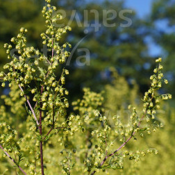 Artemisia annua - Absinthe chinoise - BIODYNAMIQUE