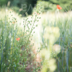 Camelina sativa - Caméline - BIO