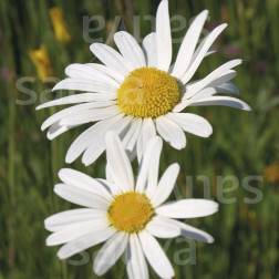 Chrysanthemum leucanthemum - Marguerite des prés- BIODYNAMIQUE