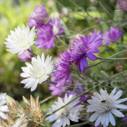 Xeranthemum annuum - Xéranthème annuel Mélange - BIO