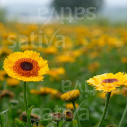 Calendula officinalis - Souci des jardins  - Golden Princess Black Center - BIODYNAMIQUE