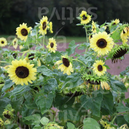 Helianthus annus - Tournesol - Primrose - BIODYNAMIQUE