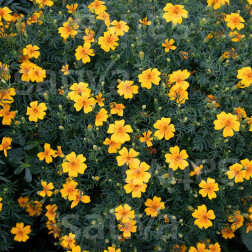 Tagetes tenuifolia - Tagète tachée - Von Eriswil - BIODYNAMIQUE