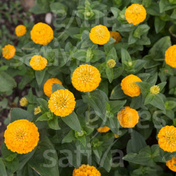 Zinnia elegans - Zinnia 'Liliput Kanariengelb' - BIODYNAMIQUE