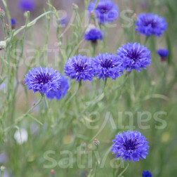 Centaurea cyanus - Bleuet 'Blauer Junge' - BIODYNAMIQUE